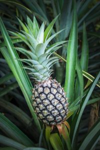 Ananas – jak posadzić? Egzotyczny, owocowy eksperyment