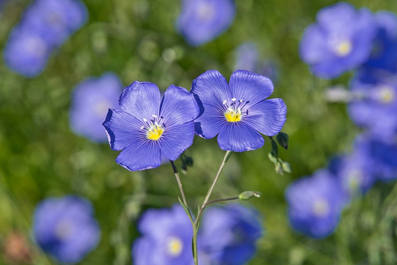 Olejek z geranium – jak zrobić? Oto praktyczne wskazówki!