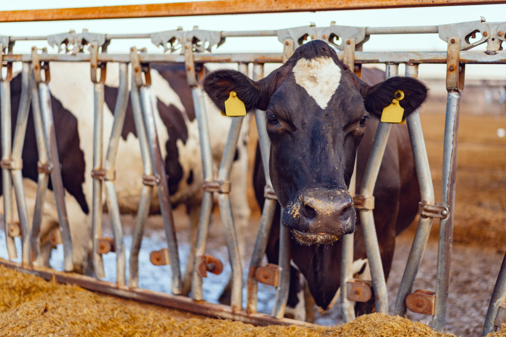 Jak i czym karmić zwierzęta?