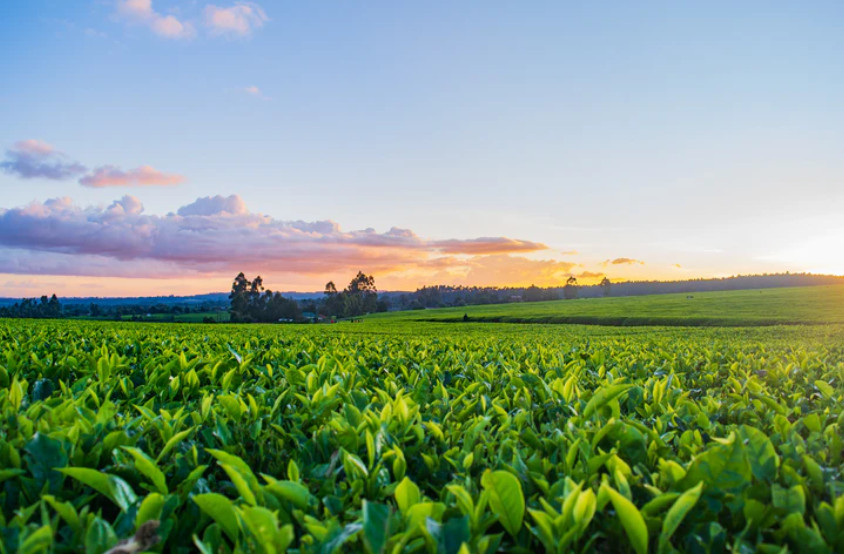 5 zalet stosowania integrowanej ochrony roślin